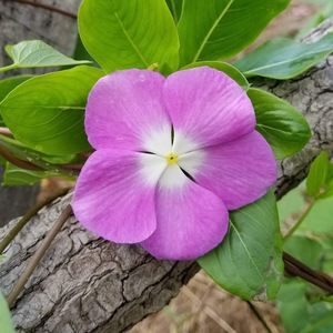 Meet your Posher, Cheerful